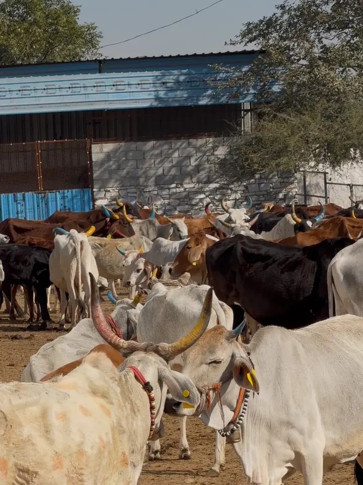 Emergency cow rescue ambulance response